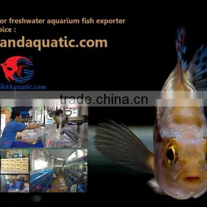 Aquarium Fish Wholesale in Thailand thumbnail-1