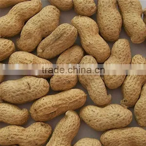 Roasted Peanut Inshell thumbnail-1