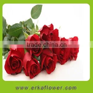 Fresh Rose High Quality Flower Single Rose For Sale thumbnail-6