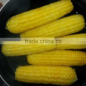 Frozen IQF Whole Sweet Corn and Cob thumbnail-4