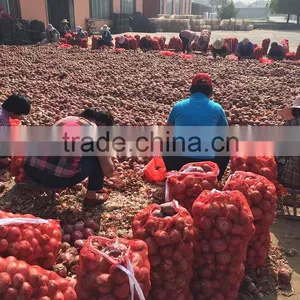 Chinese Lowest Price Fresh Red Onion thumbnail-3