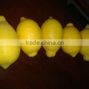 Fresh Adalia Lemon thumbnail-1