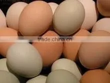 TABLE EGGS thumbnail-1
