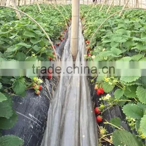 Agricultural PE Protective Plastic Mulch Film thumbnail-2