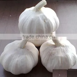 Chinese Fresh Garlic 2015 Garlic thumbnail-2