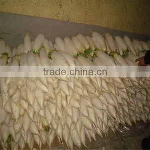 White Raddish Exporter thumbnail-6
