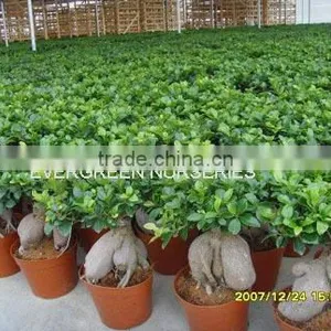 Ficus Ginseng thumbnail-1