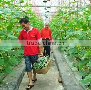 Good Daylighting and UV Resistance Vegetables Greenhouse,fruit Greenhouse,fiberglass Greenhouse thumbnail-1