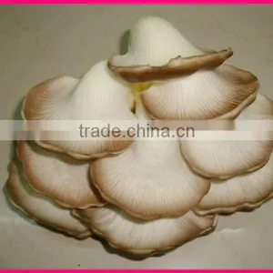 2011 New Design Most Popular Natural Fruit and Vegetable Art and Craft thumbnail-1