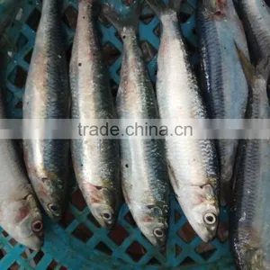 Frozen Fresh W/R Horse Mackerel Hot Sale Fish thumbnail-3