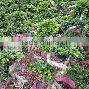Ficus Microcarpa Small S Shape Bonsai thumbnail-1
