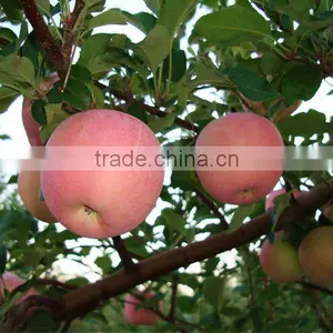 2013 Fresh Fuji Apple thumbnail-1