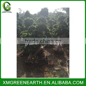 Ficus Microcarpa Bonsai Dragon Shape thumbnail-3