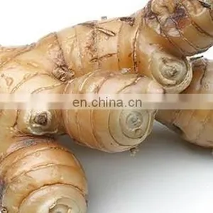 Fresh Galanga With Competitive Price Vietnam thumbnail-2