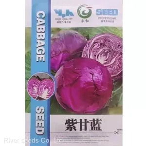 200pcs NON-GMO High Germination Green Red Cabbage Seeds Packet for Planting thumbnail-3