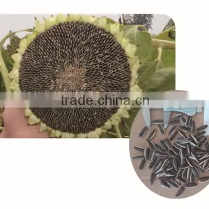 Mid-early Maturity Sunflower Seeds for Planting thumbnail-1
