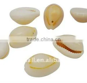 Spiral Shell Beads, Mixed Seashell(BSHE-S056) thumbnail-1