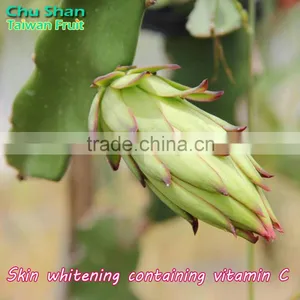 Fresh Dragon Fruit Exporter From Taiwan thumbnail-4