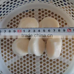 SCALLOP thumbnail-2