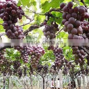 Grape Seed Oil With Plant Extract by GMP Manufactures thumbnail-2
