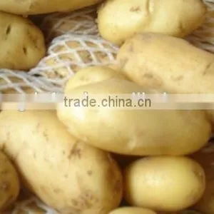 NEW GROP HOLLAND POTATO thumbnail-2