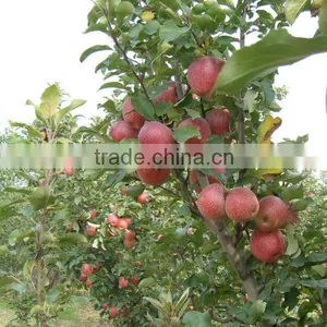 Fresh Chinese Qinguan Apple for Export thumbnail-1