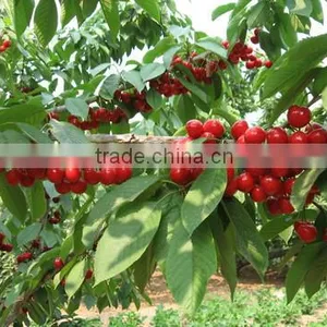 Planting 2016 New Cherry Seeds for Your Own Delicious Cherry Fruit Trees thumbnail-1