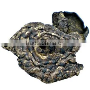 Dried Sarcodon Imbricatus Mushroom thumbnail-2