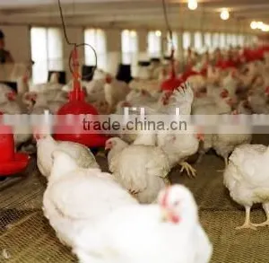 Automatic Chicken Feed and Water Equipment thumbnail-1