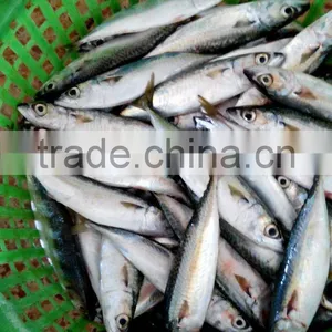 WR Frozen Pacific Mackerel Fish thumbnail-2