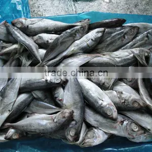 Light Catching Whole Round Scad/horse Mackerel to Export thumbnail-2
