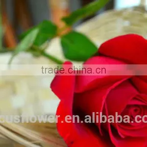on Line Shopping Fresh From Kenya Rose Flower Anthurium for Banquets thumbnail-1