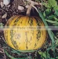 Pumpkin Seed Extract thumbnail-2