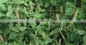 Achyranthes Aspera thumbnail-1