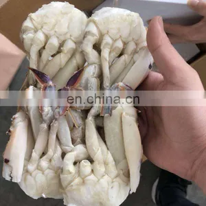 Wholesale Frozen Cut Blue Swimming Crab for Market thumbnail-6