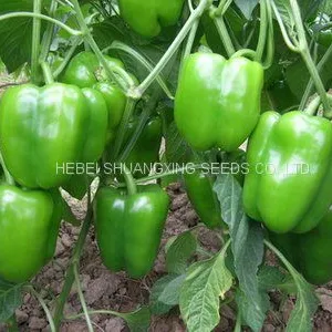 High-yielding Big Green Pepper Seeds Vegetable Seeds thumbnail-4