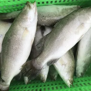 Frozen Barramundi thumbnail-3