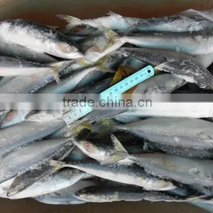High Quality WR Frozen Pacific Mackerel Fish thumbnail-1
