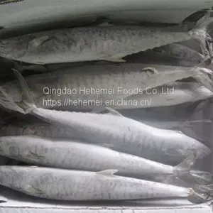 Frozen Spanish Mackerel Fish BQF Wholesale thumbnail-3