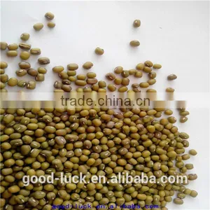 2011 New Crop Mung Bean thumbnail-4