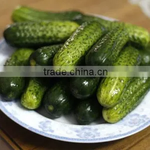Cucumber thumbnail-2