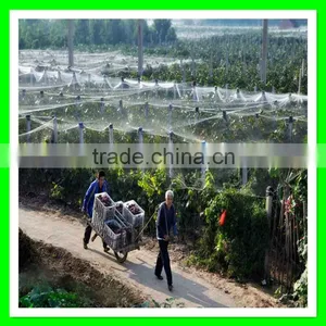 Best Quality and Cheap Price White Bird Mist Net for Catching Birds thumbnail-2