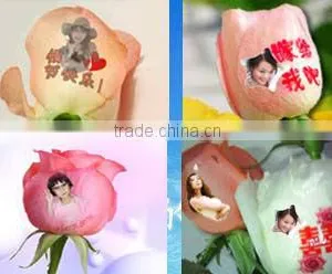 China Rosespeack Printer Machine thumbnail-1