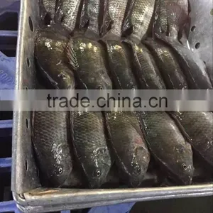 Frozen Tilapia Fish thumbnail-2