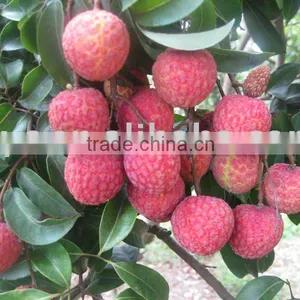 Chinese Fresh Litchi thumbnail-1