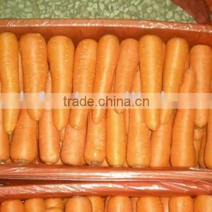 Carrot From China thumbnail-1