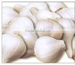 Fresh Garlic thumbnail-1