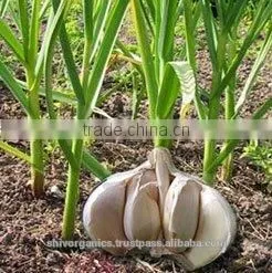 Garlic Oil thumbnail-1