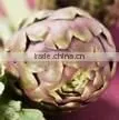 Artichoke Extract Powder thumbnail-1