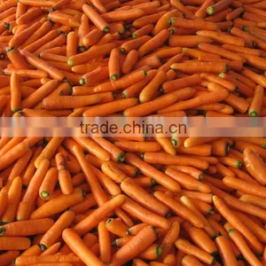 Carrot Extract Powder Manufacture ISO, GMP, HACCP, KOSHER, HALAL Certificated thumbnail-1